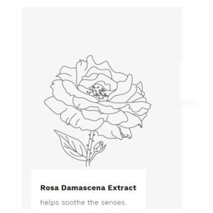 rose centifolia cleansing